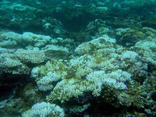 Coral bleaching Picture