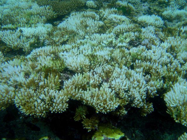 Coral bleaching Picture
