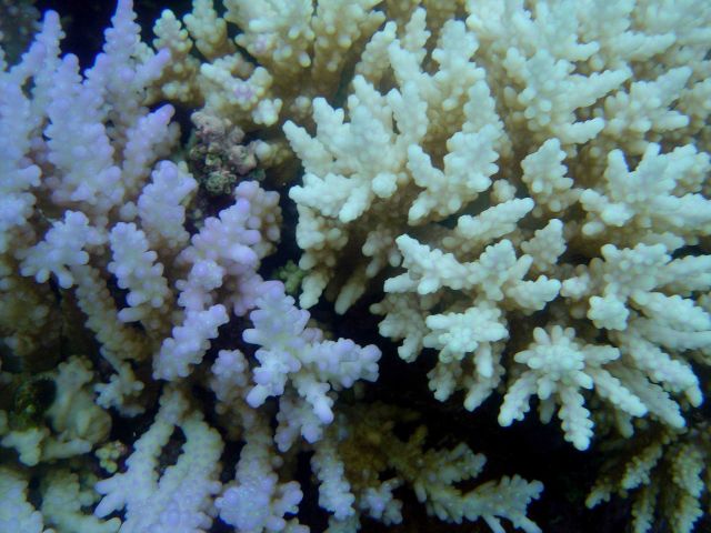Coral bleaching Picture