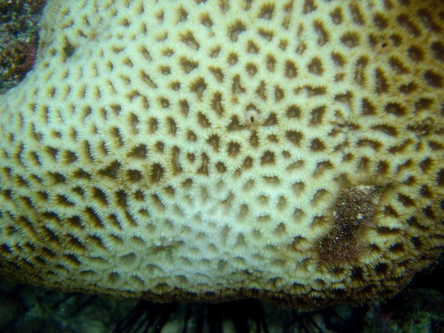 Coral bleaching Picture