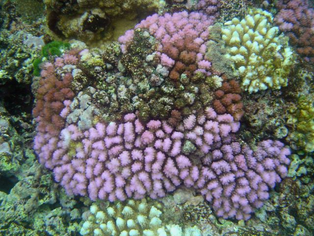 Coral bleaching Picture