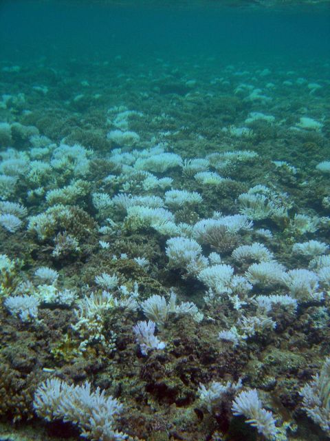 Coral bleaching Picture