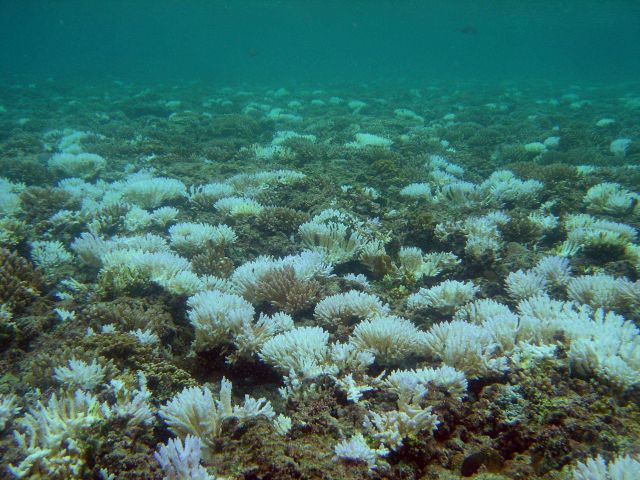 Coral bleaching Picture