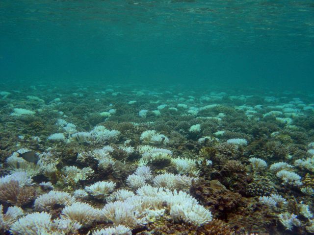 Coral bleaching Picture