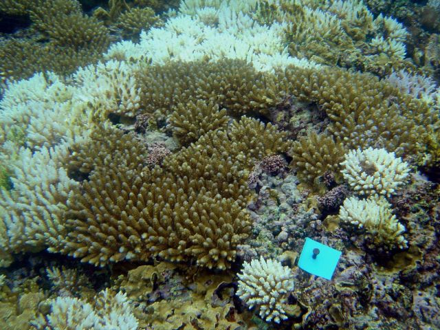 Coral bleaching Picture