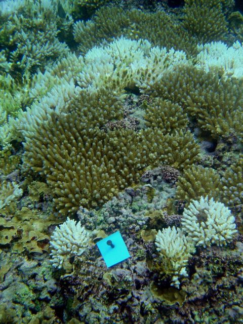 Coral bleaching Picture