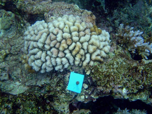 Coral bleaching Picture