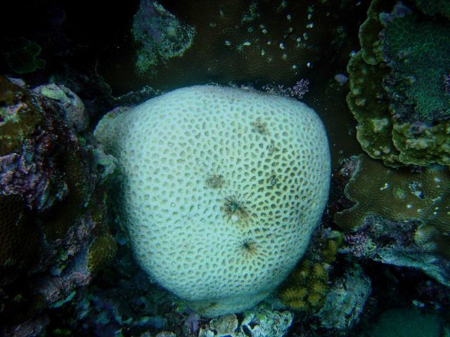 Coral bleaching Picture