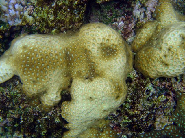 Coral bleaching Picture