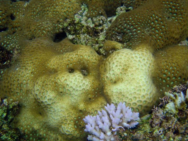 Coral bleaching Picture