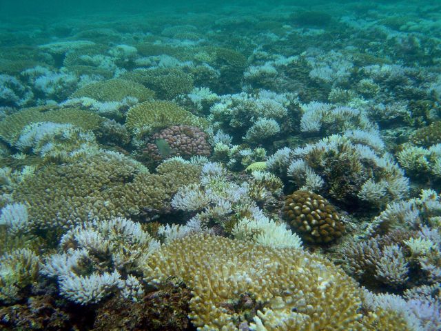 Coral bleaching Picture