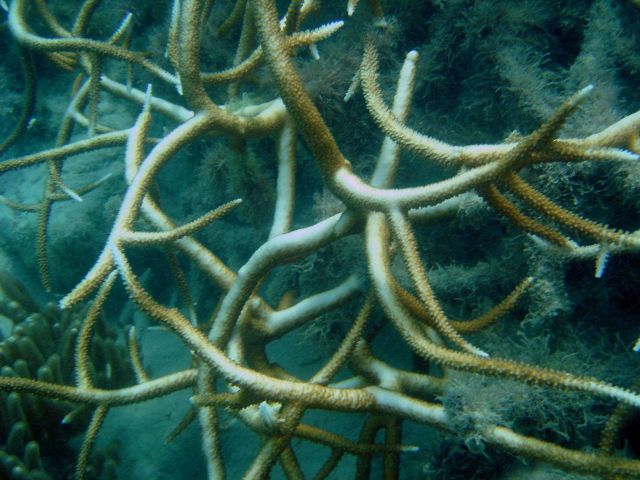 Coral bleaching Picture