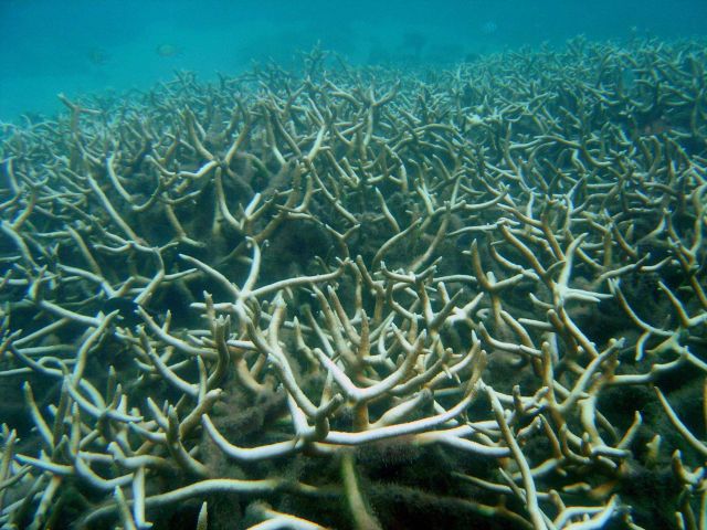 Coral bleaching Picture