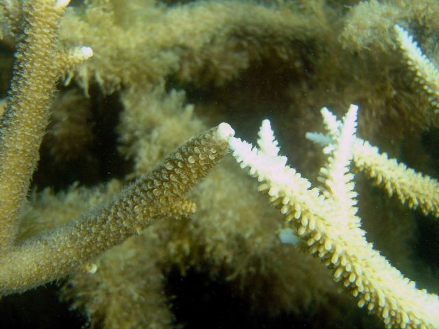 Coral bleaching Picture