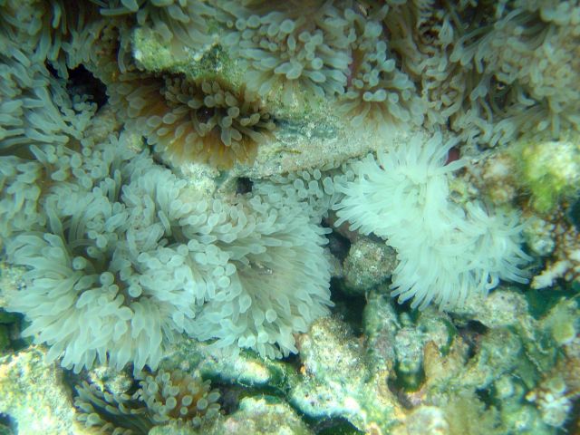 Coral bleaching Picture