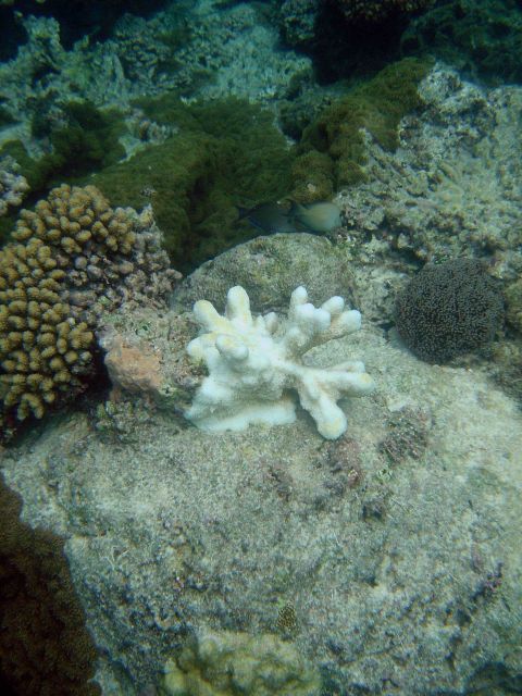 Coral bleaching Picture