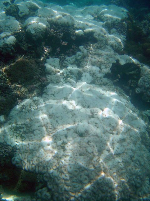 Coral bleaching Picture