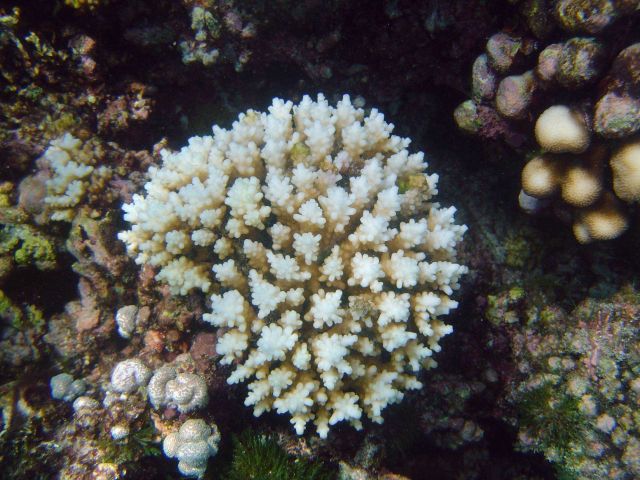 Coral bleaching Picture
