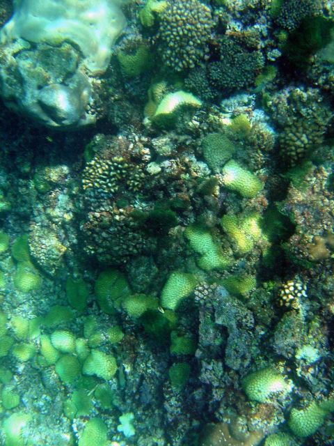 Coral bleaching Picture