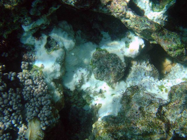Coral bleaching Picture