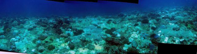 Devastation caused by crown of thorns starfish (Acanthaster planci) Picture