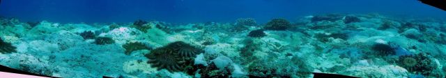 Devastation caused by crown of thorns starfish (Acanthaster planci) Picture