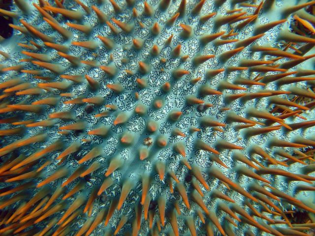 Crown of thorns starfish (Acanthaster planci) Picture