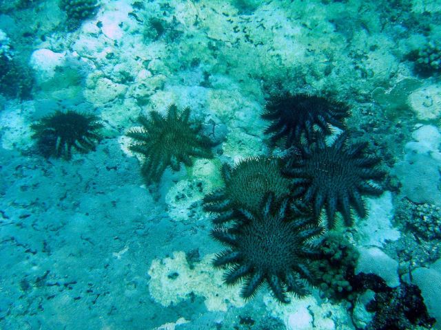 Devastation caused by crown of thorns starfish (Acanthaster planci) Picture