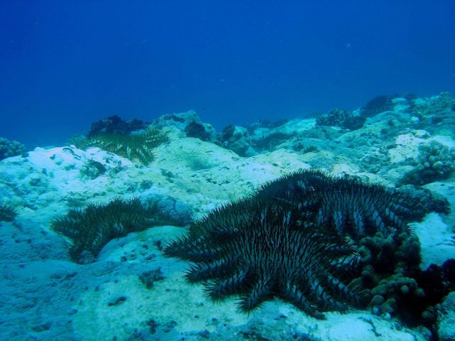 Devastation caused by crown of thorns starfish (Acanthaster planci) Picture