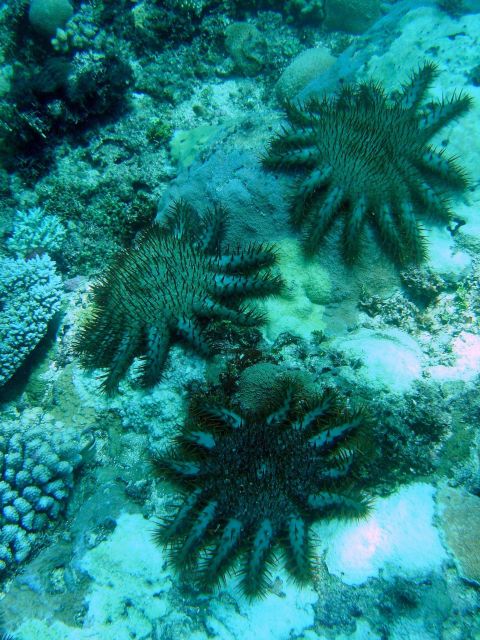 Devastation caused by crown of thorns starfish (Acanthaster planci) Picture