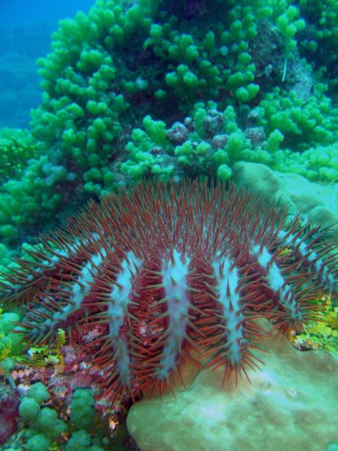 Crown of thorns starfish (Acanthaster planci) Picture