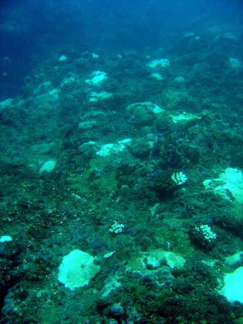 Crown of thorns starfish (Acanthaster planci) Picture