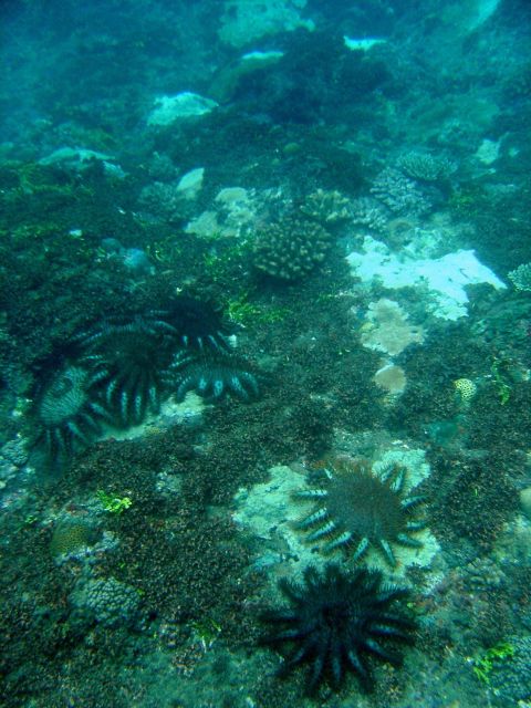 Devastation caused by crown of thorns starfish (Acanthaster planci) Picture