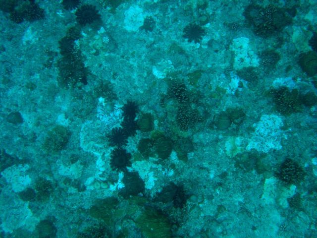 Devastation caused by crown of thorns starfish (Acanthaster planci) Picture
