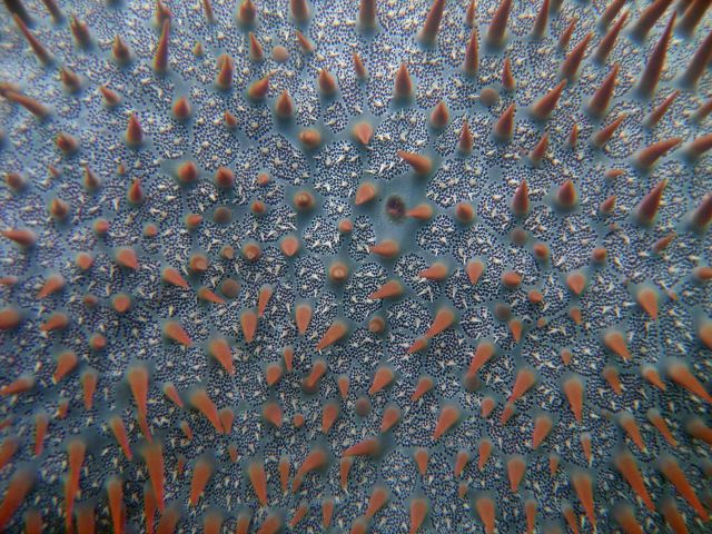 Crown of thorns starfish (Acanthaster planci) Picture