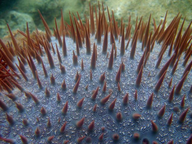 Crown of thorns starfish (Acanthaster planci) Picture