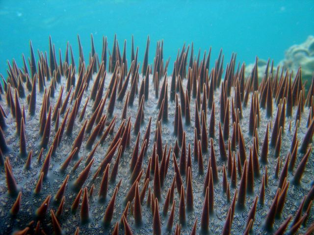 Crown of thorns starfish (Acanthaster planci) Picture
