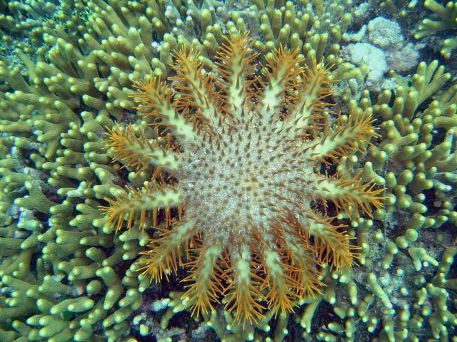 Crown of thorns starfish (Acanthaster planci) Picture