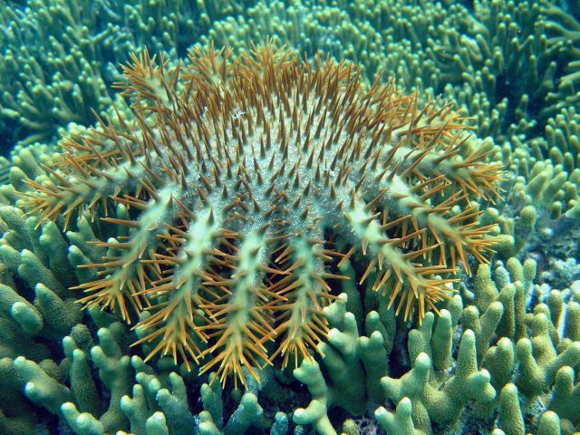 Crown of thorns starfish (Acanthaster planci) Picture