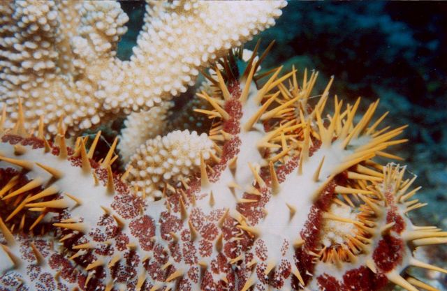 Devastation caused by crown of thorns starfish (Acanthaster planci) Picture
