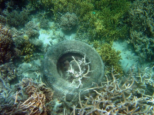 Marine debris on the reef Picture