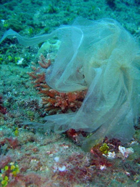 Marine debris Picture