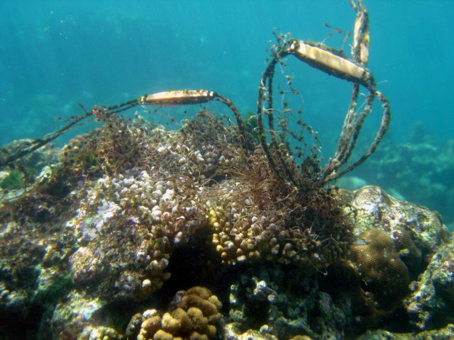 Marine debris Picture