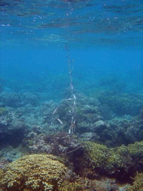 Marine debris Picture