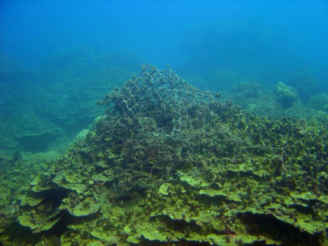 Marine debris Picture