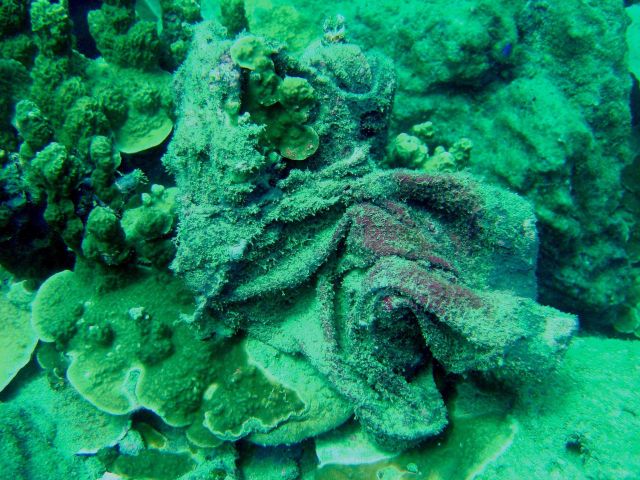 Marine debris Picture