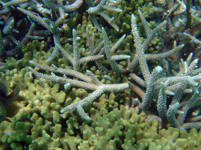 Result of standing on staghorn coral Picture