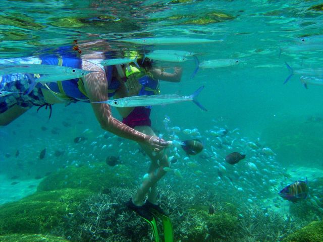 Dive tourism can place additional stress on reefs Picture