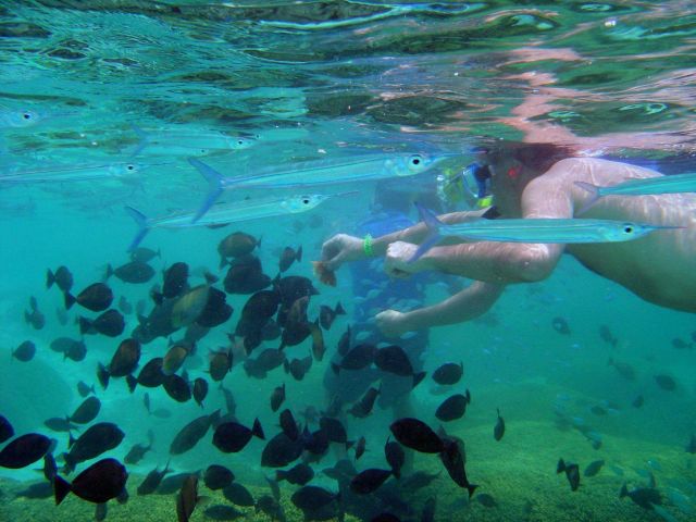 Dive tourism can place additional stress on reefs Picture