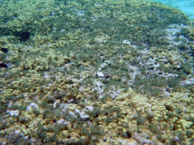 Diver remaining above reef. Picture